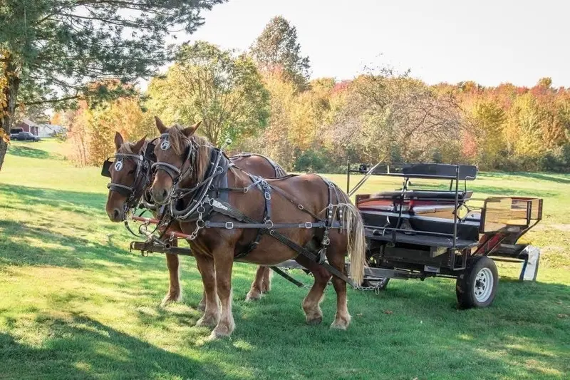 Two draft horses hitched to a guest carriage on Chapel Hill Venue's autumn lawn